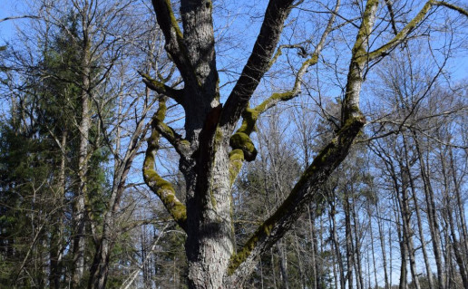 5_Juodalksnis Gumbulis (6)_r1.jpg